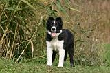 BORDER COLLIE 1398